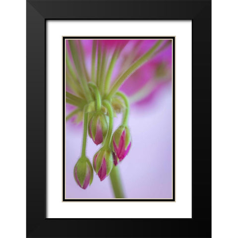 Washington Geranium buds close-up Black Modern Wood Framed Art Print with Double Matting by Paulson, Don