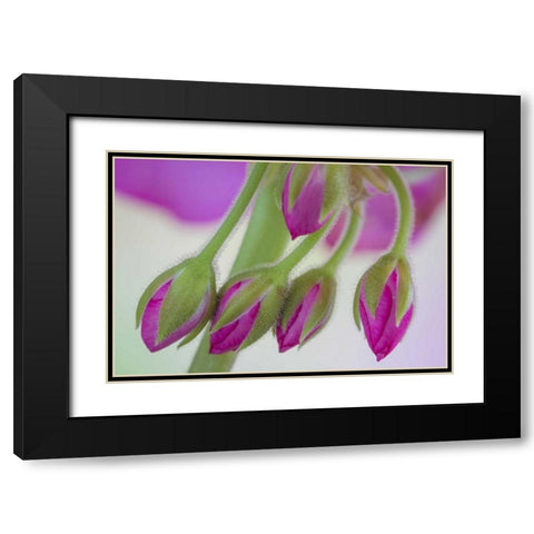 Washington Geranium buds close-up Black Modern Wood Framed Art Print with Double Matting by Paulson, Don