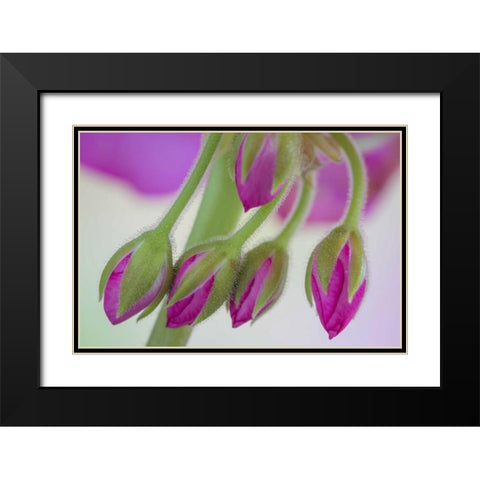Washington Geranium buds close-up Black Modern Wood Framed Art Print with Double Matting by Paulson, Don