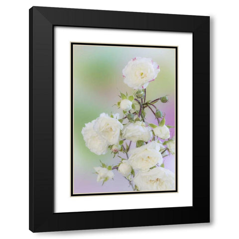 Washington Close-up of peace roses Black Modern Wood Framed Art Print with Double Matting by Paulson, Don