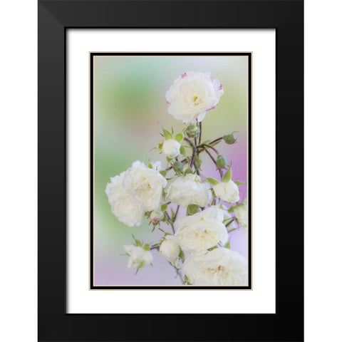 Washington Close-up of peace roses Black Modern Wood Framed Art Print with Double Matting by Paulson, Don