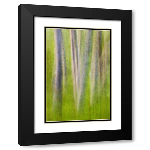USA, Washington State Alder tree abstract Black Modern Wood Framed Art Print with Double Matting by Paulson, Don
