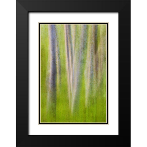 USA, Washington State Alder tree abstract Black Modern Wood Framed Art Print with Double Matting by Paulson, Don