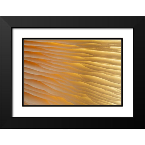 Washington , Seabeck Abstract of mushroom plant Black Modern Wood Framed Art Print with Double Matting by Paulson, Don