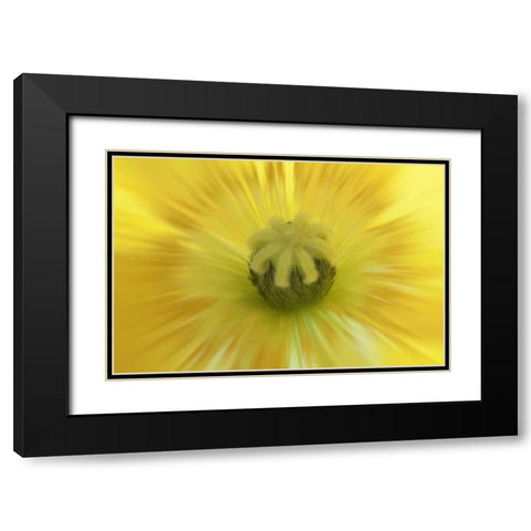 Washington, Seabeck Abstract inside poppy flower Black Modern Wood Framed Art Print with Double Matting by Paulson, Don