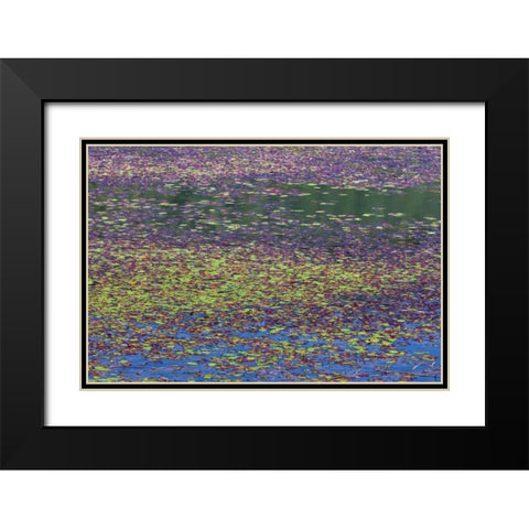OR, Tahkenitch Lake Abstract of duck weed Black Modern Wood Framed Art Print with Double Matting by Paulson, Don