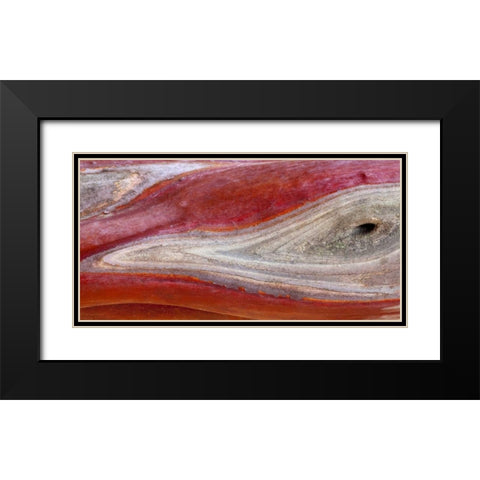 California, Mount Diablo SP Manzanita wood Black Modern Wood Framed Art Print with Double Matting by Paulson, Don