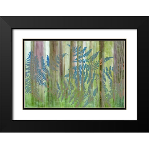 WA, Seabeck Collage of bracken ferns and forest Black Modern Wood Framed Art Print with Double Matting by Paulson, Don