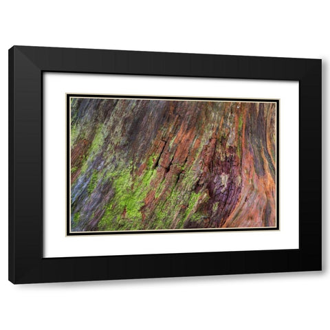 Washington, Olympic NP Rotten stump with moss Black Modern Wood Framed Art Print with Double Matting by Paulson, Don
