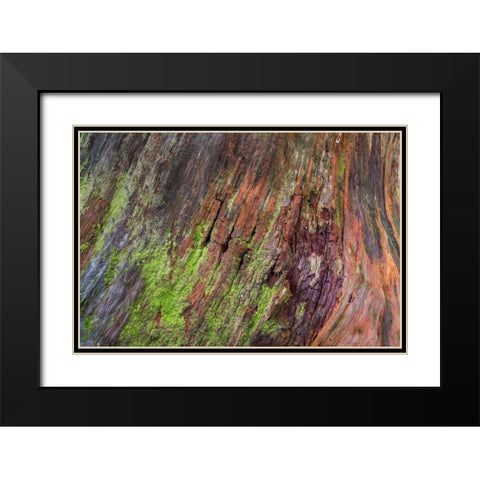 Washington, Olympic NP Rotten stump with moss Black Modern Wood Framed Art Print with Double Matting by Paulson, Don