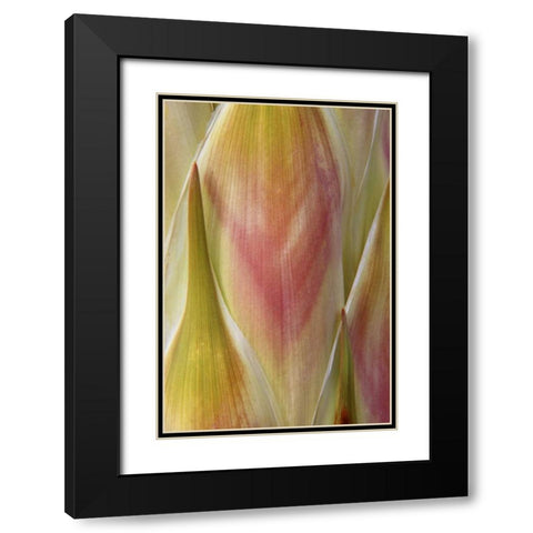 Washington State, Seabeck Flower petals Black Modern Wood Framed Art Print with Double Matting by Paulson, Don