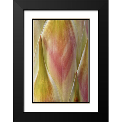 Washington State, Seabeck Flower petals Black Modern Wood Framed Art Print with Double Matting by Paulson, Don