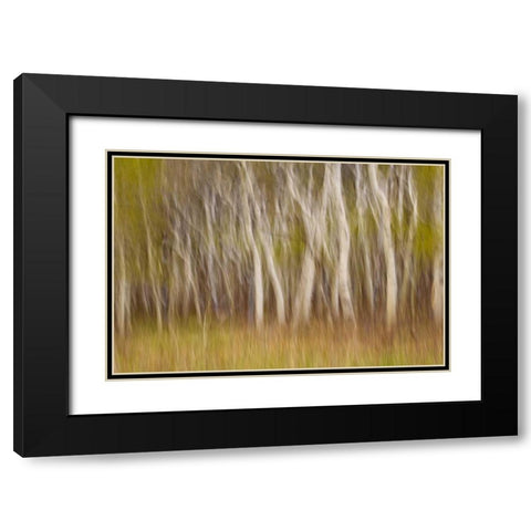 USA, Montana Aspen forest abstract Black Modern Wood Framed Art Print with Double Matting by Paulson, Don