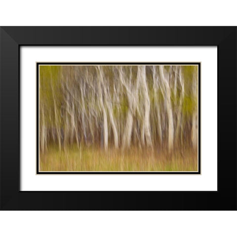 USA, Montana Aspen forest abstract Black Modern Wood Framed Art Print with Double Matting by Paulson, Don