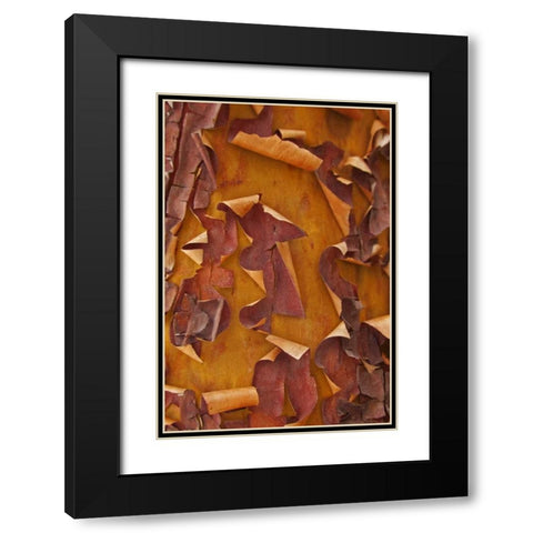 Washington Detail of Pacific madrona tree bark Black Modern Wood Framed Art Print with Double Matting by Paulson, Don