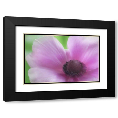 Washington, Seabeck Garden Flower Anemone Black Modern Wood Framed Art Print with Double Matting by Paulson, Don