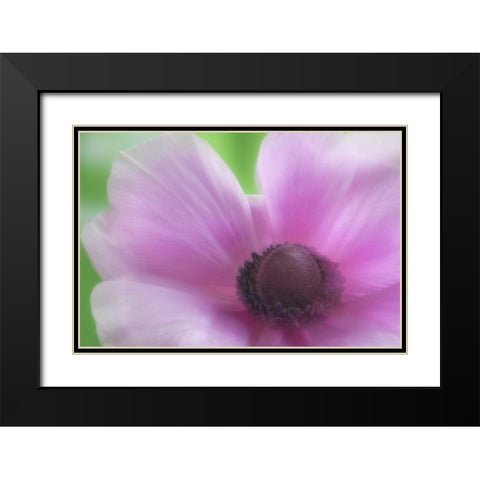 Washington, Seabeck Garden Flower Anemone Black Modern Wood Framed Art Print with Double Matting by Paulson, Don
