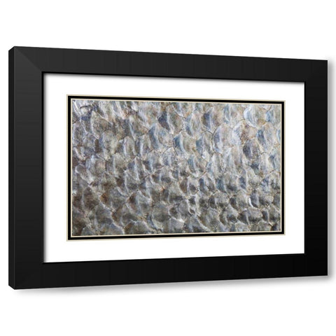 USA, Washington Detail abstract of fish scales Black Modern Wood Framed Art Print with Double Matting by Paulson, Don