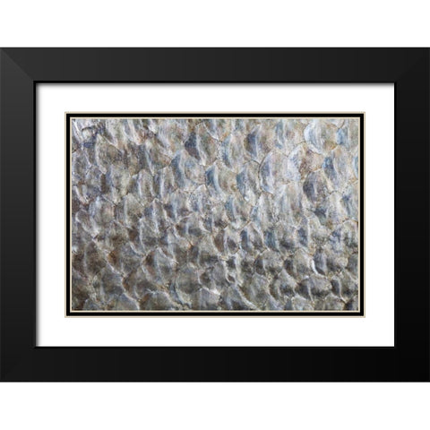 USA, Washington Detail abstract of fish scales Black Modern Wood Framed Art Print with Double Matting by Paulson, Don
