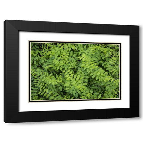 Washington State, San Juan Islands Foliage Black Modern Wood Framed Art Print with Double Matting by Paulson, Don