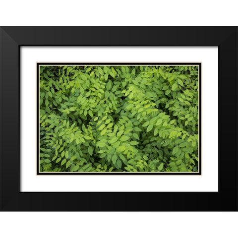 Washington State, San Juan Islands Foliage Black Modern Wood Framed Art Print with Double Matting by Paulson, Don