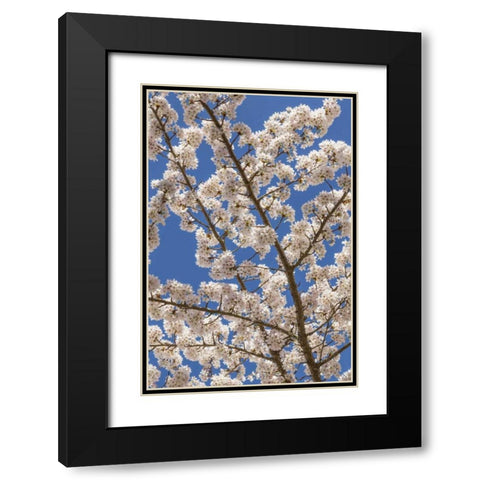 Washington, Seabeck Cherry tree blossoms Black Modern Wood Framed Art Print with Double Matting by Paulson, Don