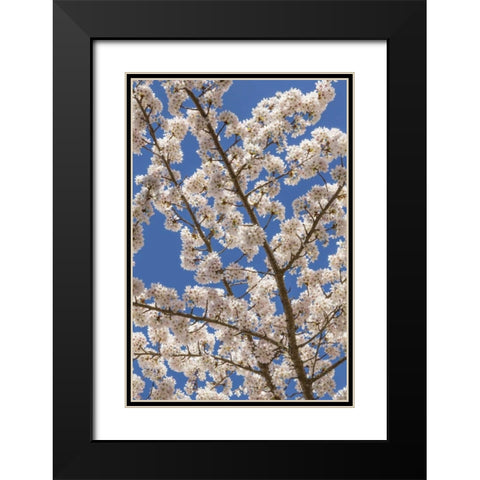 Washington, Seabeck Cherry tree blossoms Black Modern Wood Framed Art Print with Double Matting by Paulson, Don