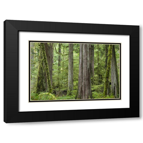 Washington, Olympic NP Barnes Creek Trail forest Black Modern Wood Framed Art Print with Double Matting by Paulson, Don