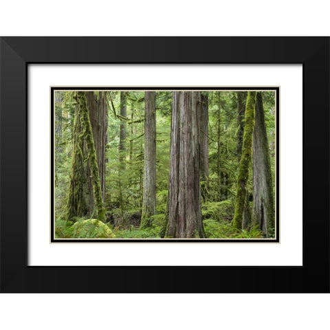 Washington, Olympic NP Barnes Creek Trail forest Black Modern Wood Framed Art Print with Double Matting by Paulson, Don