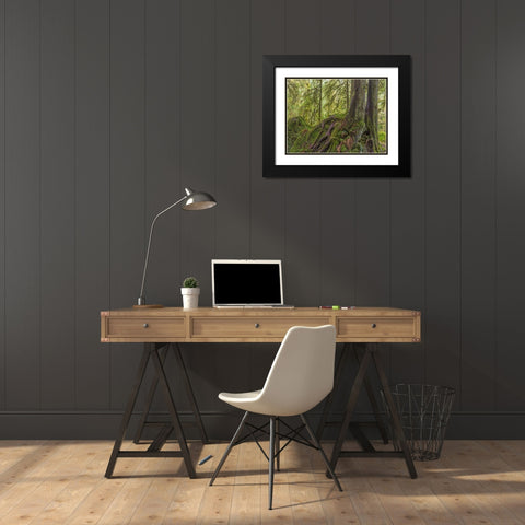 WA, Olympic NP Western red cedar on boulder Black Modern Wood Framed Art Print with Double Matting by Paulson, Don
