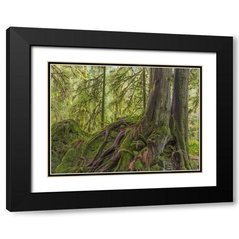 WA, Olympic NP Western red cedar on boulder Black Modern Wood Framed Art Print with Double Matting by Paulson, Don