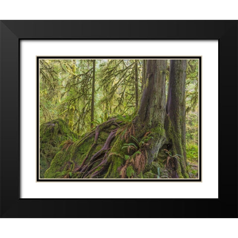 WA, Olympic NP Western red cedar on boulder Black Modern Wood Framed Art Print with Double Matting by Paulson, Don