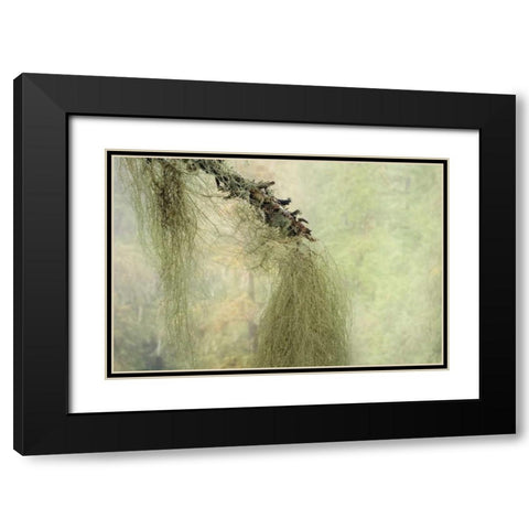 WA, Seabeck Methuselahs beard lichen on tree Black Modern Wood Framed Art Print with Double Matting by Paulson, Don