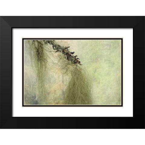 WA, Seabeck Methuselahs beard lichen on tree Black Modern Wood Framed Art Print with Double Matting by Paulson, Don