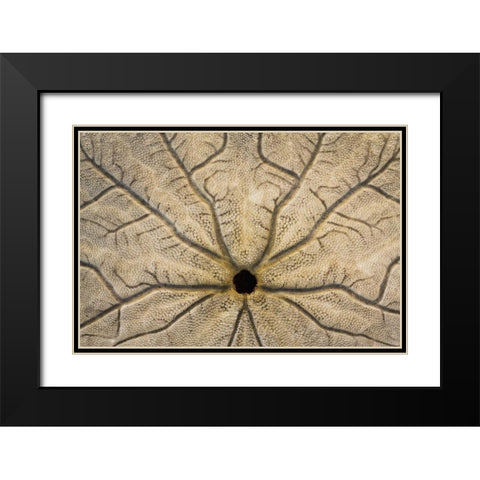 WA, Neah Bay Design on a sand dollar shell Black Modern Wood Framed Art Print with Double Matting by Paulson, Don