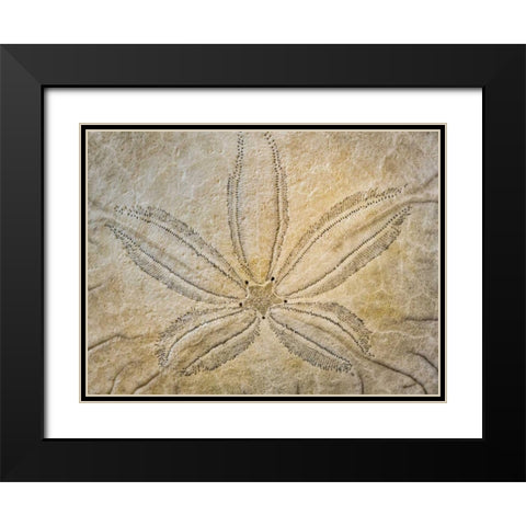 WA, Neah Bay Design on top of sand dollar shell Black Modern Wood Framed Art Print with Double Matting by Paulson, Don