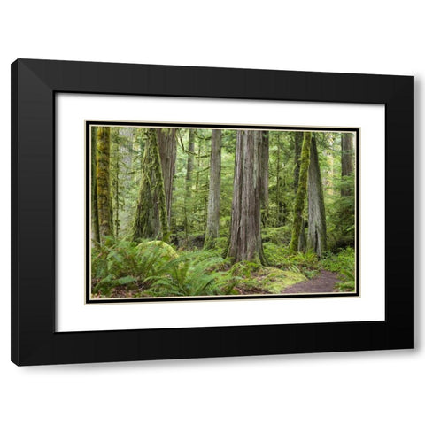 Washington, Olympic NP Barnes Creek Trail forest Black Modern Wood Framed Art Print with Double Matting by Paulson, Don