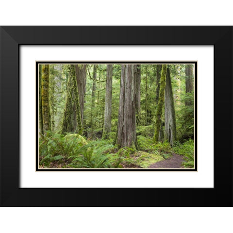 Washington, Olympic NP Barnes Creek Trail forest Black Modern Wood Framed Art Print with Double Matting by Paulson, Don