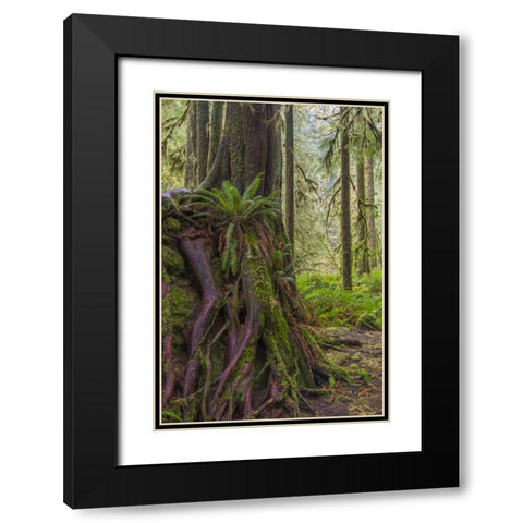WA, Olympic NP Western red cedar on boulder Black Modern Wood Framed Art Print with Double Matting by Paulson, Don