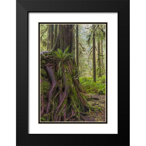 WA, Olympic NP Western red cedar on boulder Black Modern Wood Framed Art Print with Double Matting by Paulson, Don