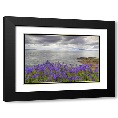 Washington Camas blooms on Sucia Island Black Modern Wood Framed Art Print with Double Matting by Paulson, Don