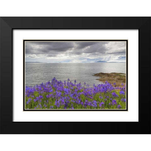 Washington Camas blooms on Sucia Island Black Modern Wood Framed Art Print with Double Matting by Paulson, Don