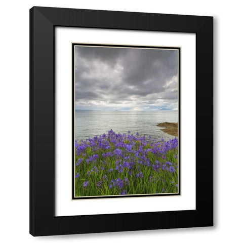Washington Camas blooms on Sucia Island Black Modern Wood Framed Art Print with Double Matting by Paulson, Don