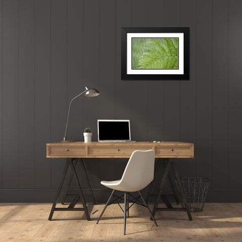 USA, Washington State, Seabeck Fern in rainfall Black Modern Wood Framed Art Print with Double Matting by Paulson, Don