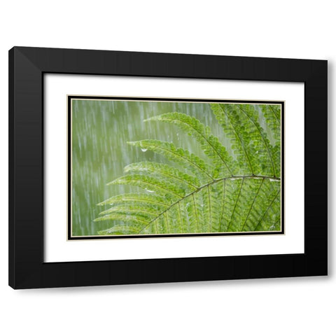 USA, Washington State, Seabeck Fern in rainfall Black Modern Wood Framed Art Print with Double Matting by Paulson, Don