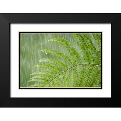 USA, Washington State, Seabeck Fern in rainfall Black Modern Wood Framed Art Print with Double Matting by Paulson, Don