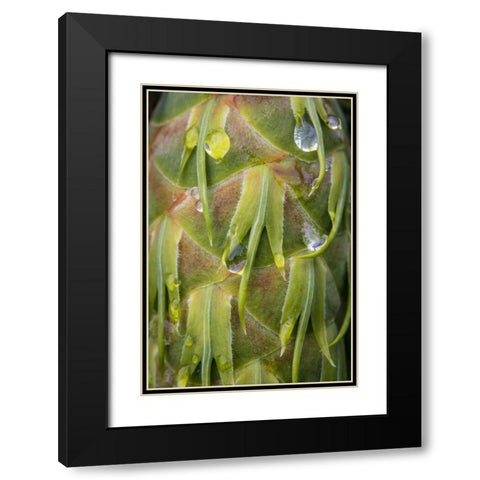 Washington, Seabeck Dew on Douglas fir cone Black Modern Wood Framed Art Print with Double Matting by Paulson, Don