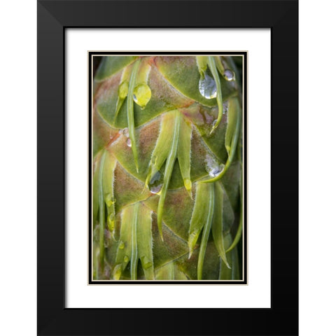 Washington, Seabeck Dew on Douglas fir cone Black Modern Wood Framed Art Print with Double Matting by Paulson, Don