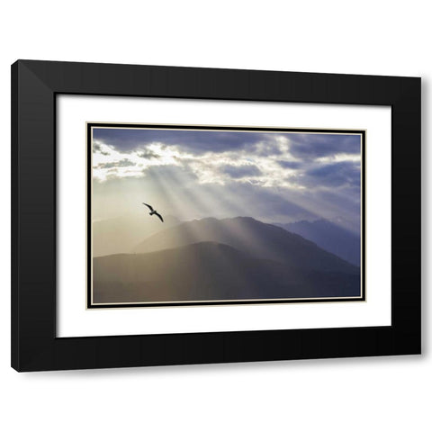 WA, Seabeck Gull and God rays over the Olympics Black Modern Wood Framed Art Print with Double Matting by Paulson, Don