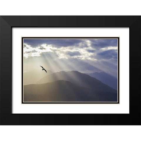 WA, Seabeck Gull and God rays over the Olympics Black Modern Wood Framed Art Print with Double Matting by Paulson, Don